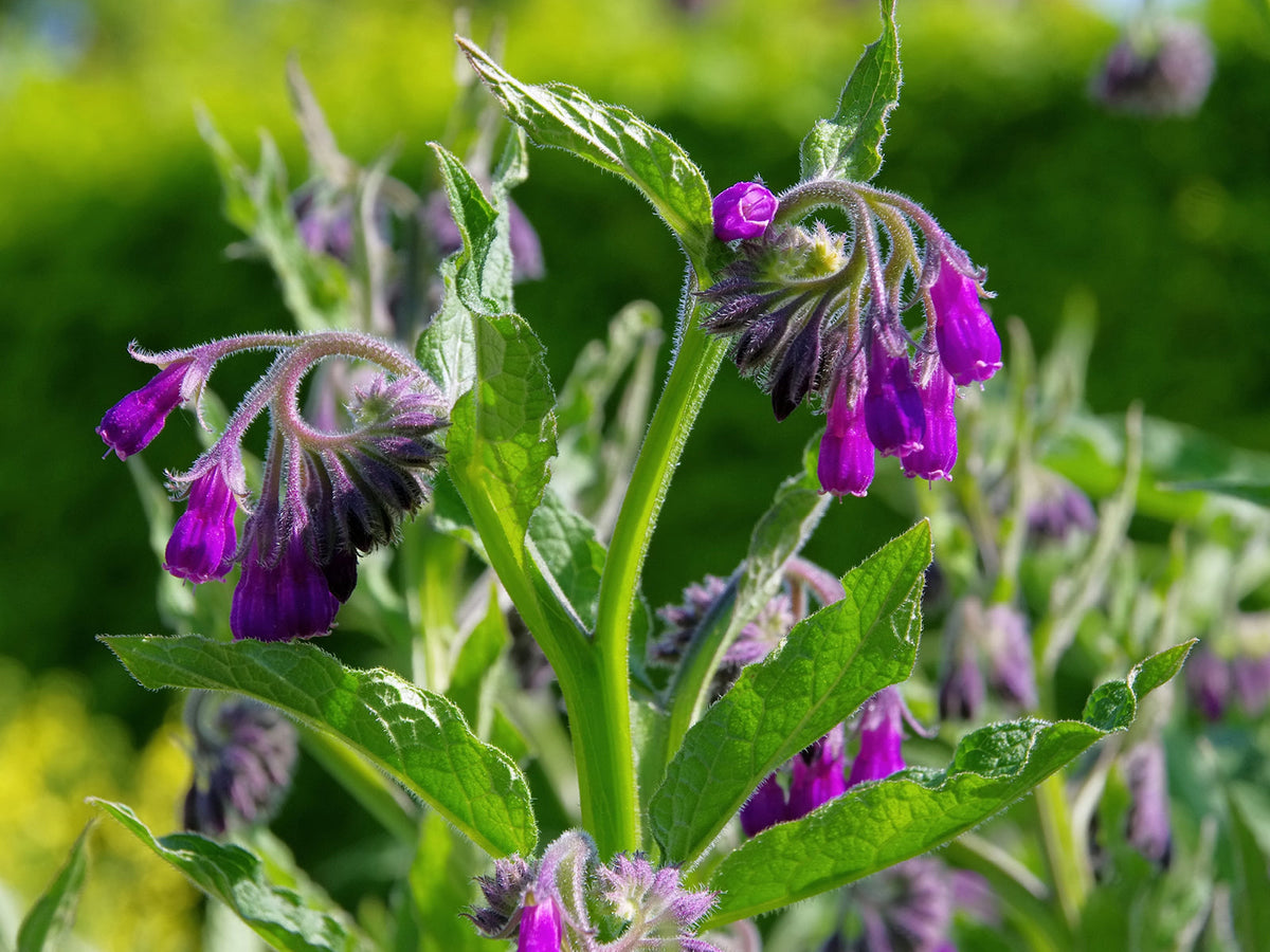 Beinwell (Symphytum officinale)