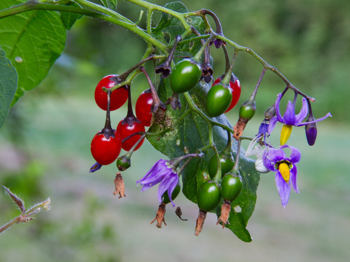 Bittersüßer Nachtschatten (Solanum dulcamara)