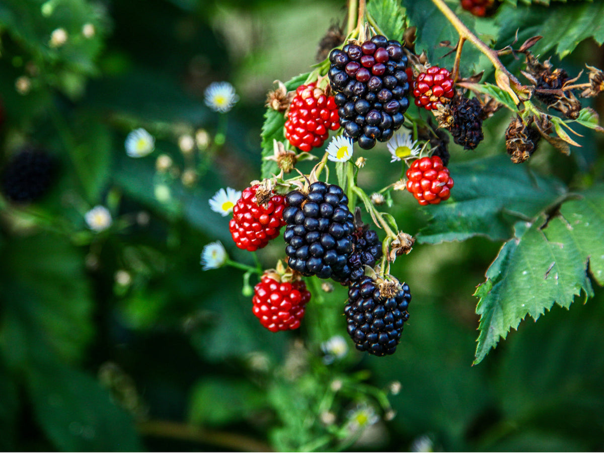Brombeere (Rubus fruticosus)