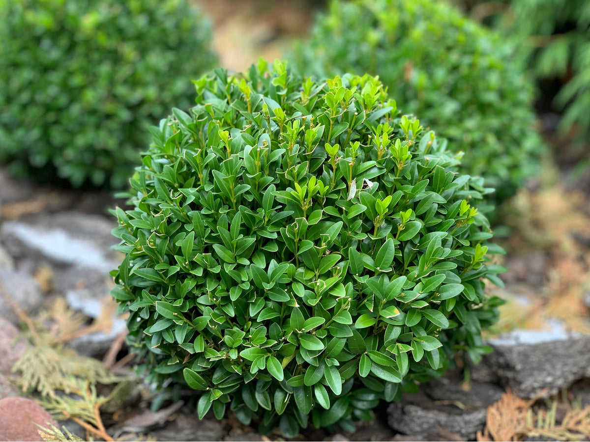 Buchsbaum (Buxus sempervirens)