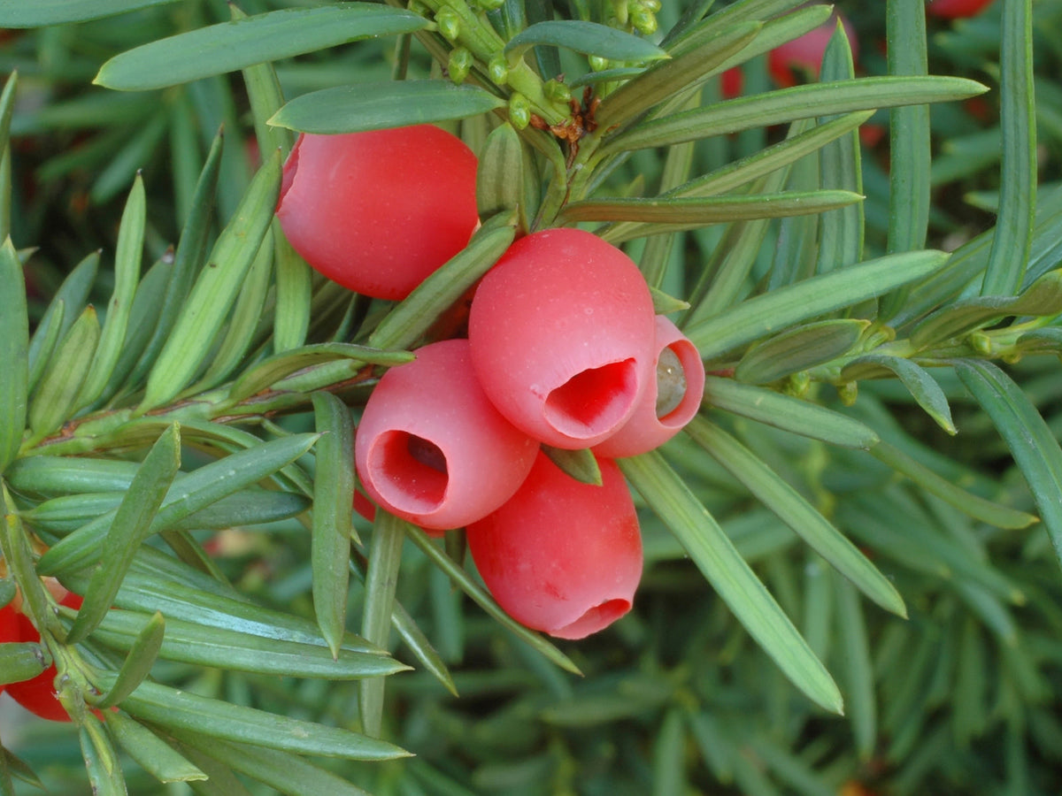 Eibe (Taxus baccata)