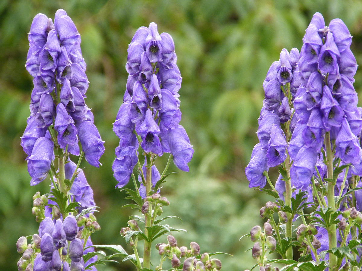 Eisenhut (Aconitum napellus)