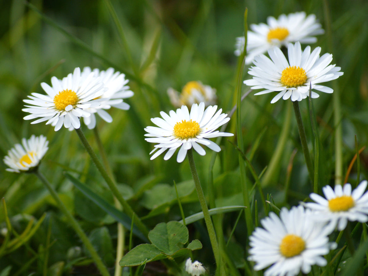 Gänseblümchen (Bellis perennis)