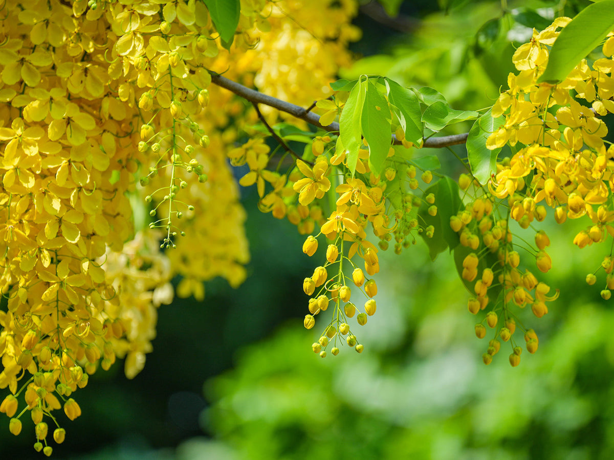 Goldregen (Laburnum anagyroides)