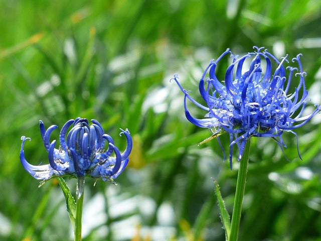 Teufelskralle (Harpagophytum procumbens)