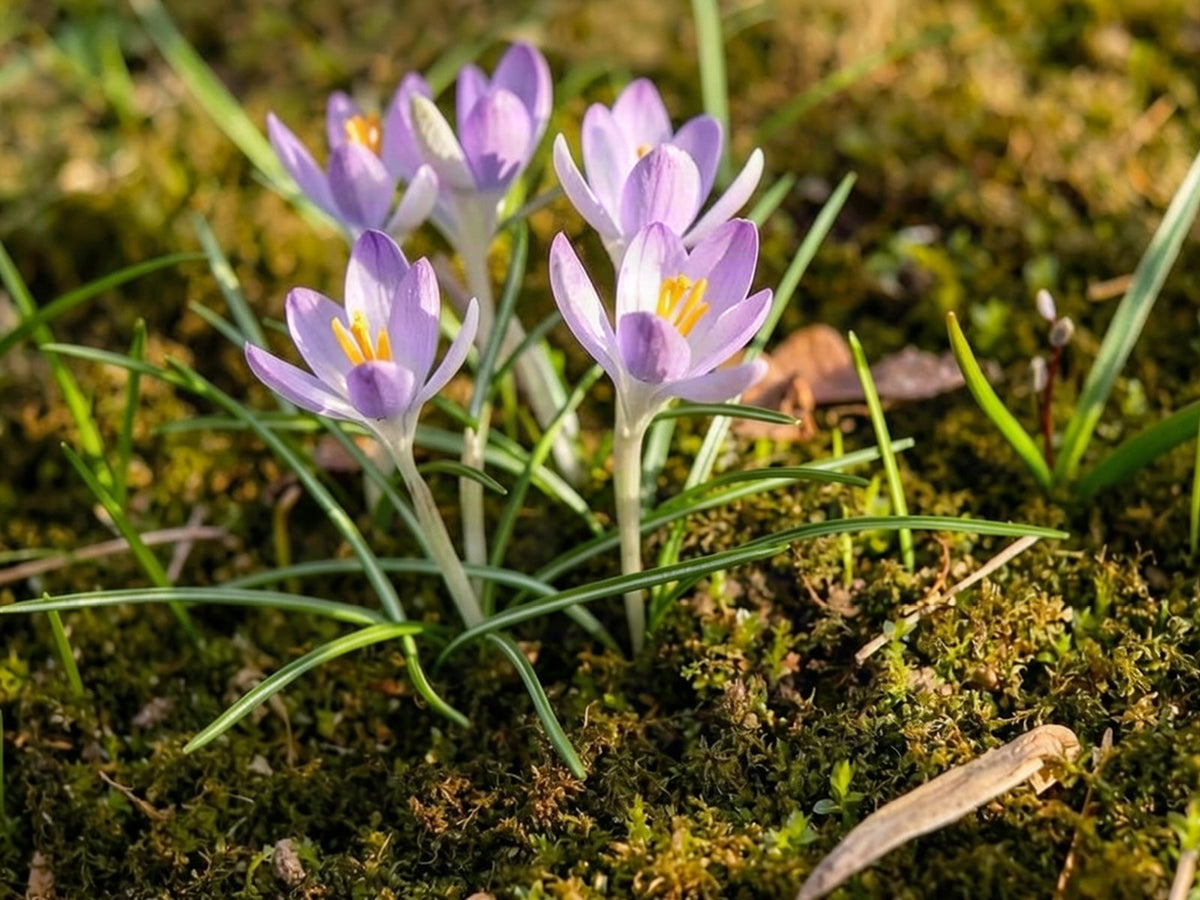 Herbstzeitlose (Colchicum autumnale)