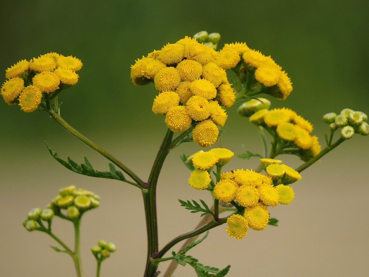 Rainfarn (Tanacetum vulgare)