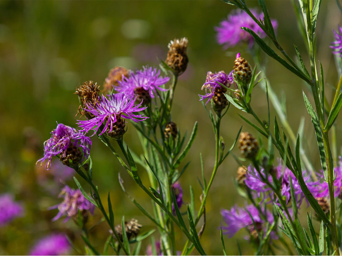 Wiesenflockenblume (Centaurea jacea)