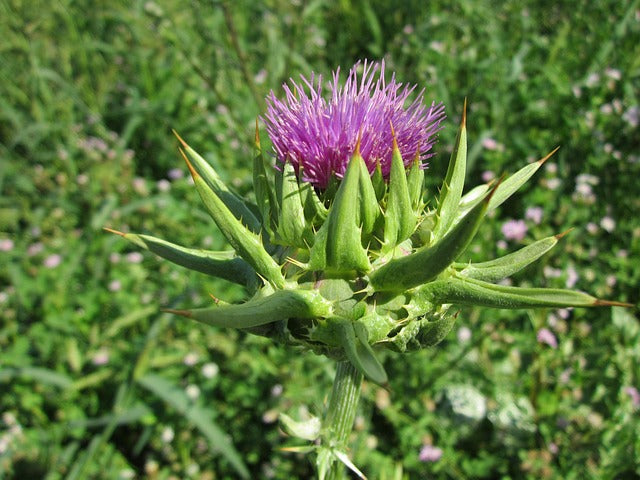 Mariendistel (Silybum marianum)