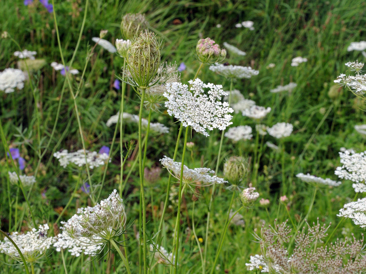 Wilde Möhre (Daucus carota)