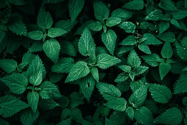 Brennnessel (Urtica dioica)