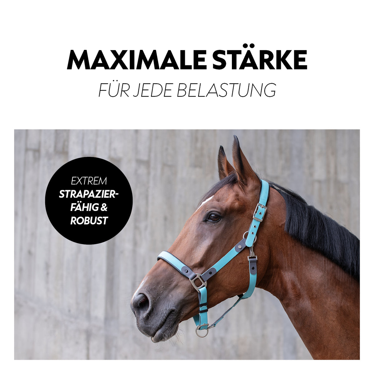 Biothane halter with lead rope