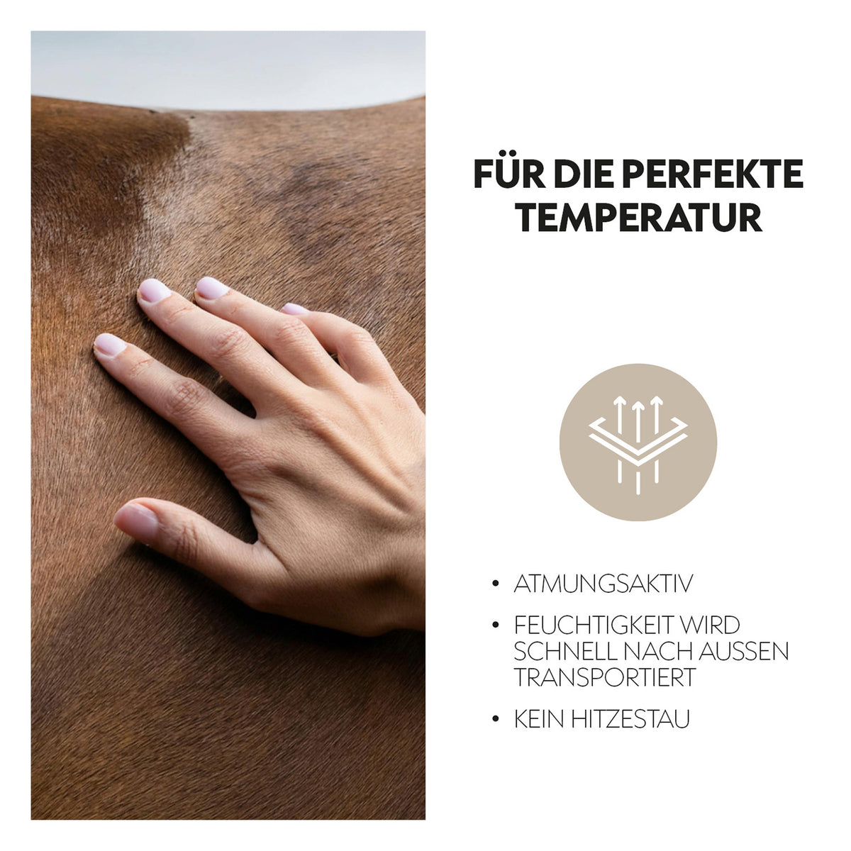 Fly mask with halter "Dubai"