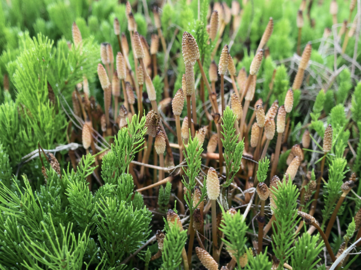 Ackerschachtelhalm (Equisetum arvense)