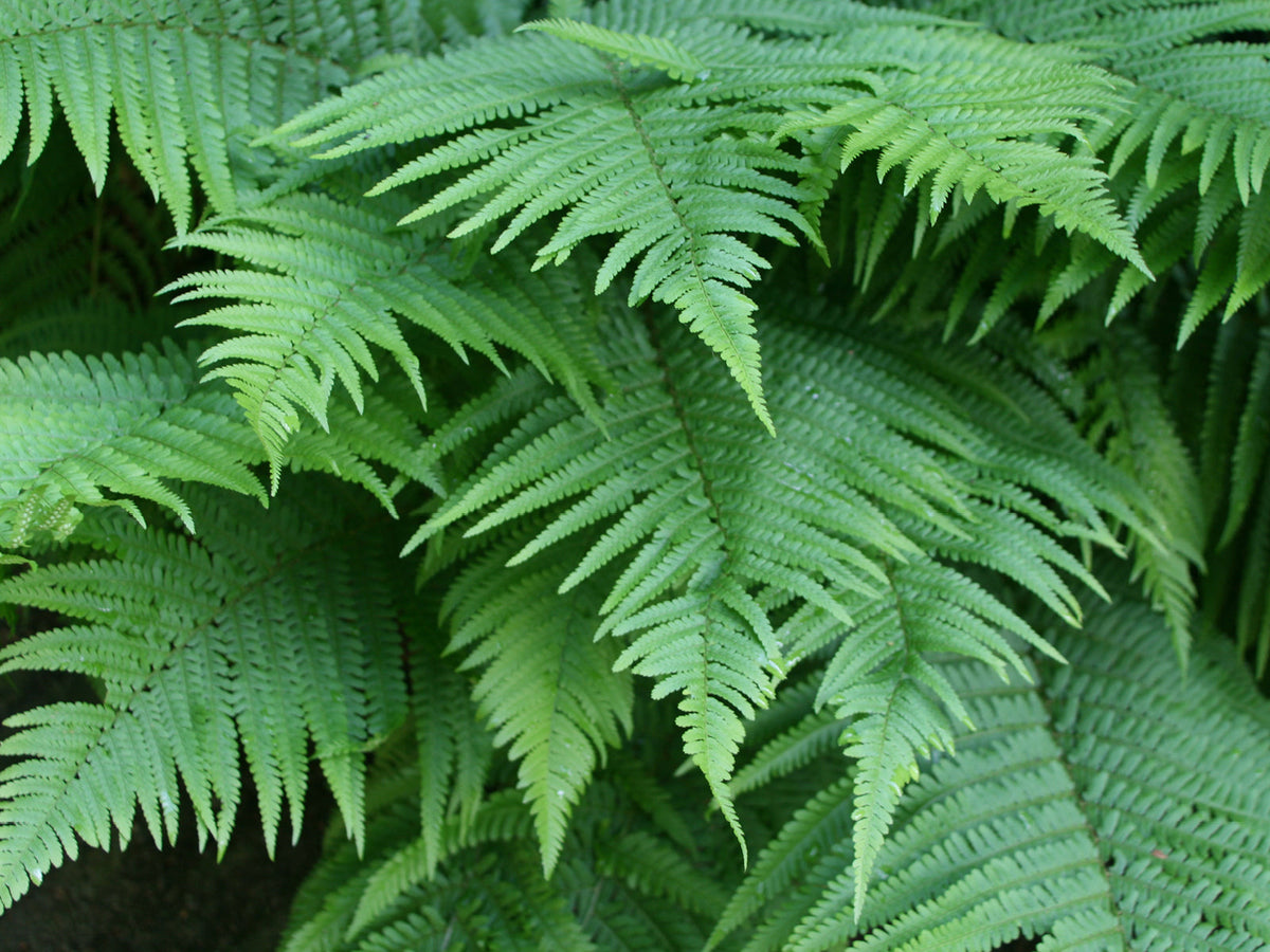 Adlerfarn (Pteridium aquilinum)