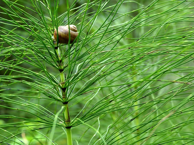 Zinnkraut (Equisetum arvense)