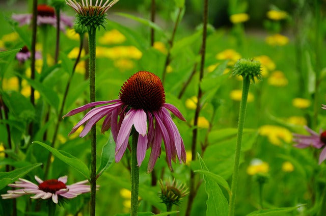 Echinacea (Echinacea purpurea)