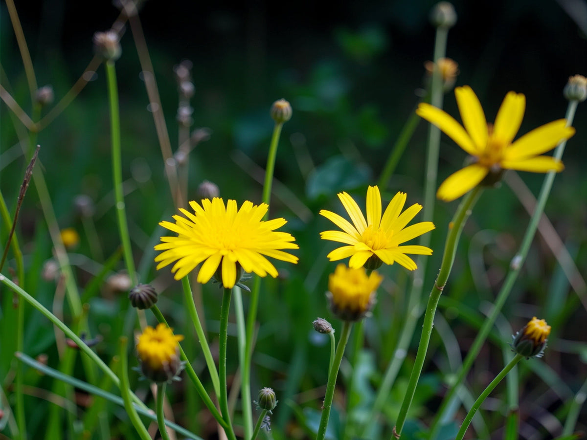 Ferkelkraut (Hypochaeris radicata)