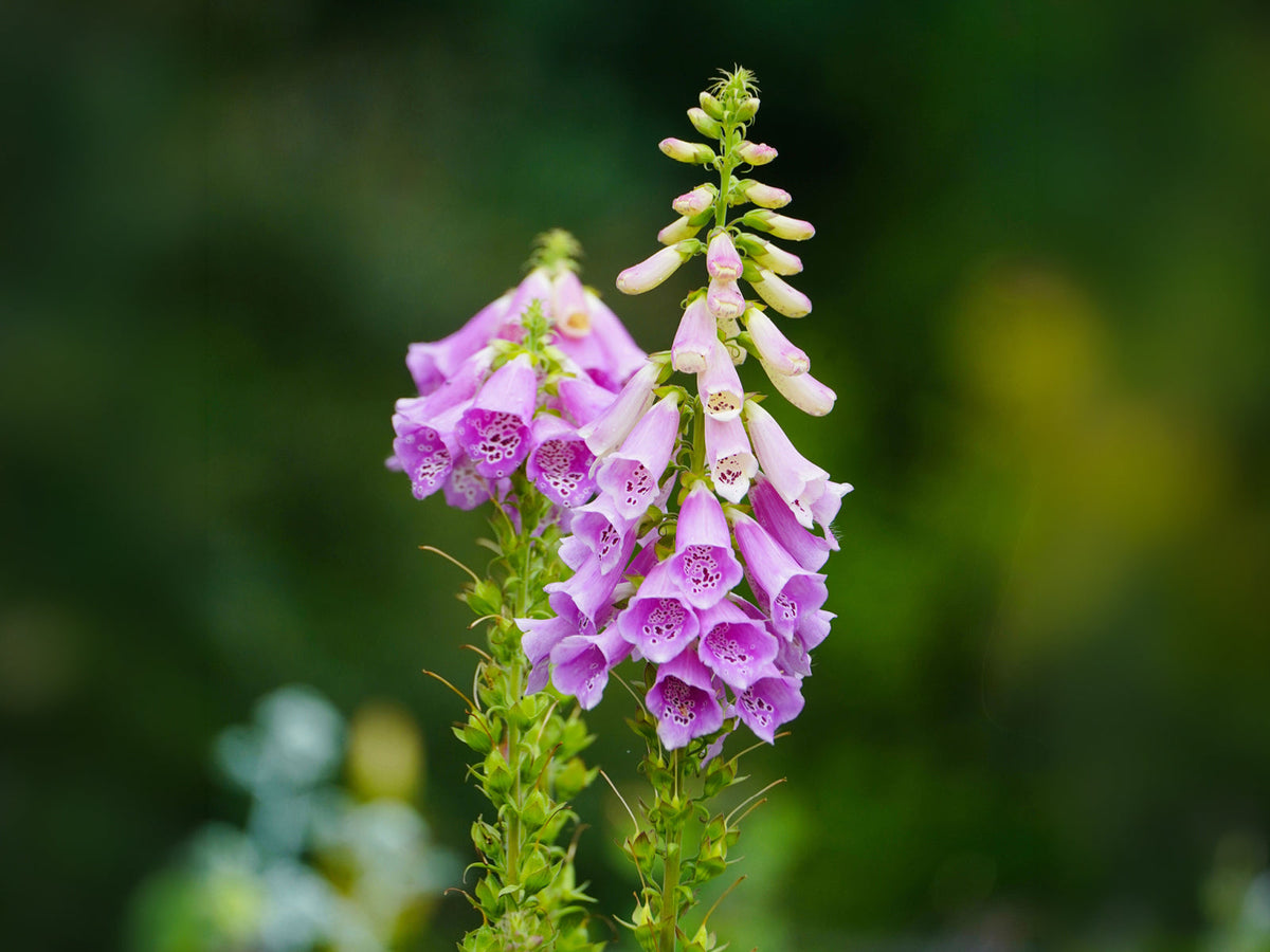 Fingerhut (Digitalis purpurea)