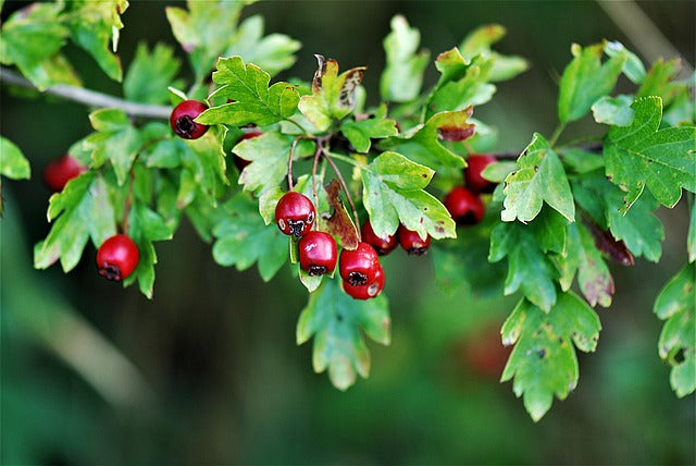 Hagebutte (Rosa canina)