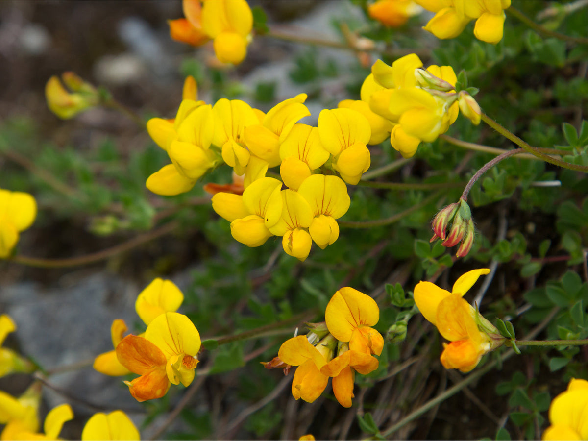 Hornklee (Lotus corniculatus)