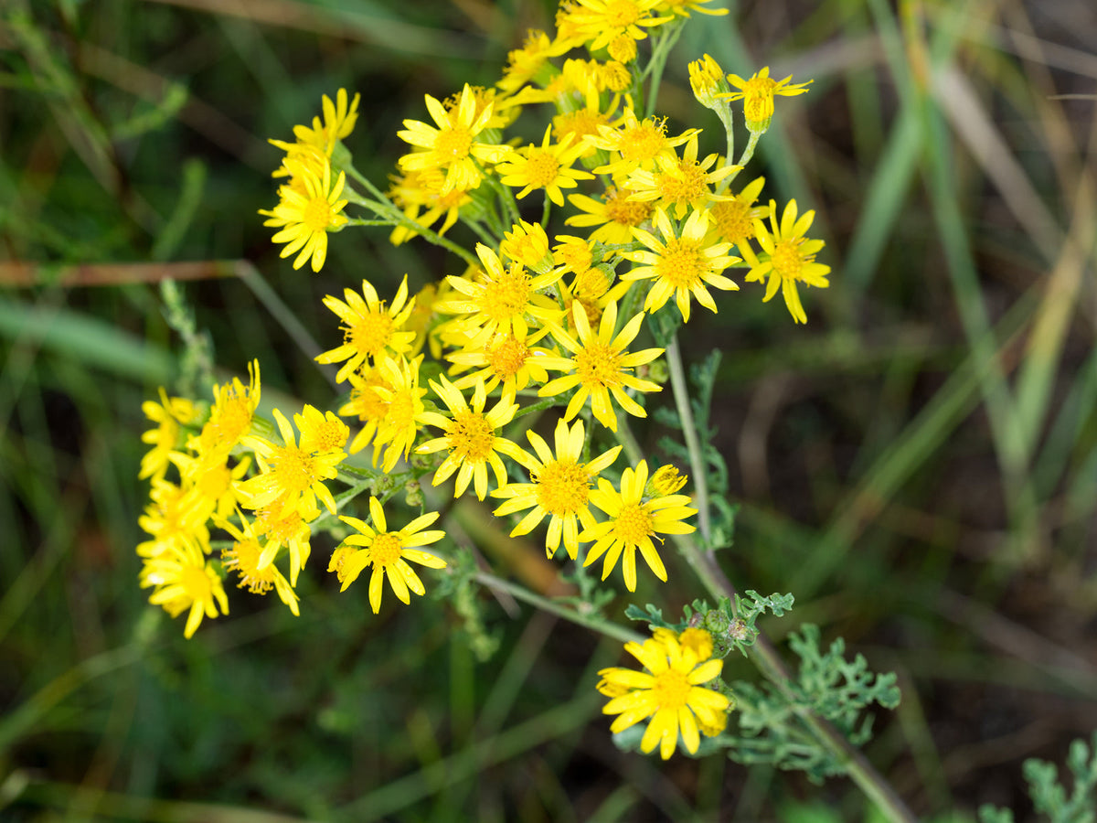 Jakobskreuzkraut (Jacobaea vulgaris)