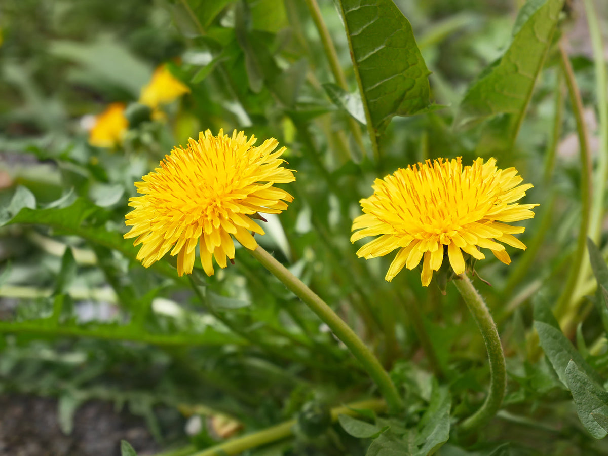 Löwenzahn (Taraxacum officinale)