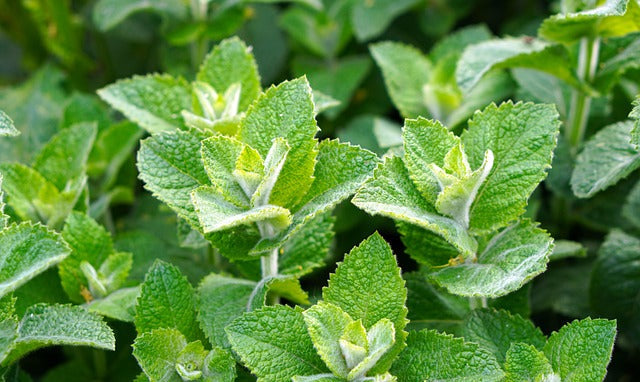 Pfefferminze (Mentha × piperita)