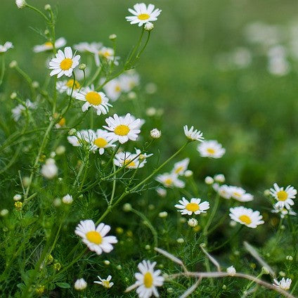Kamille (Matricaria chamomilla)