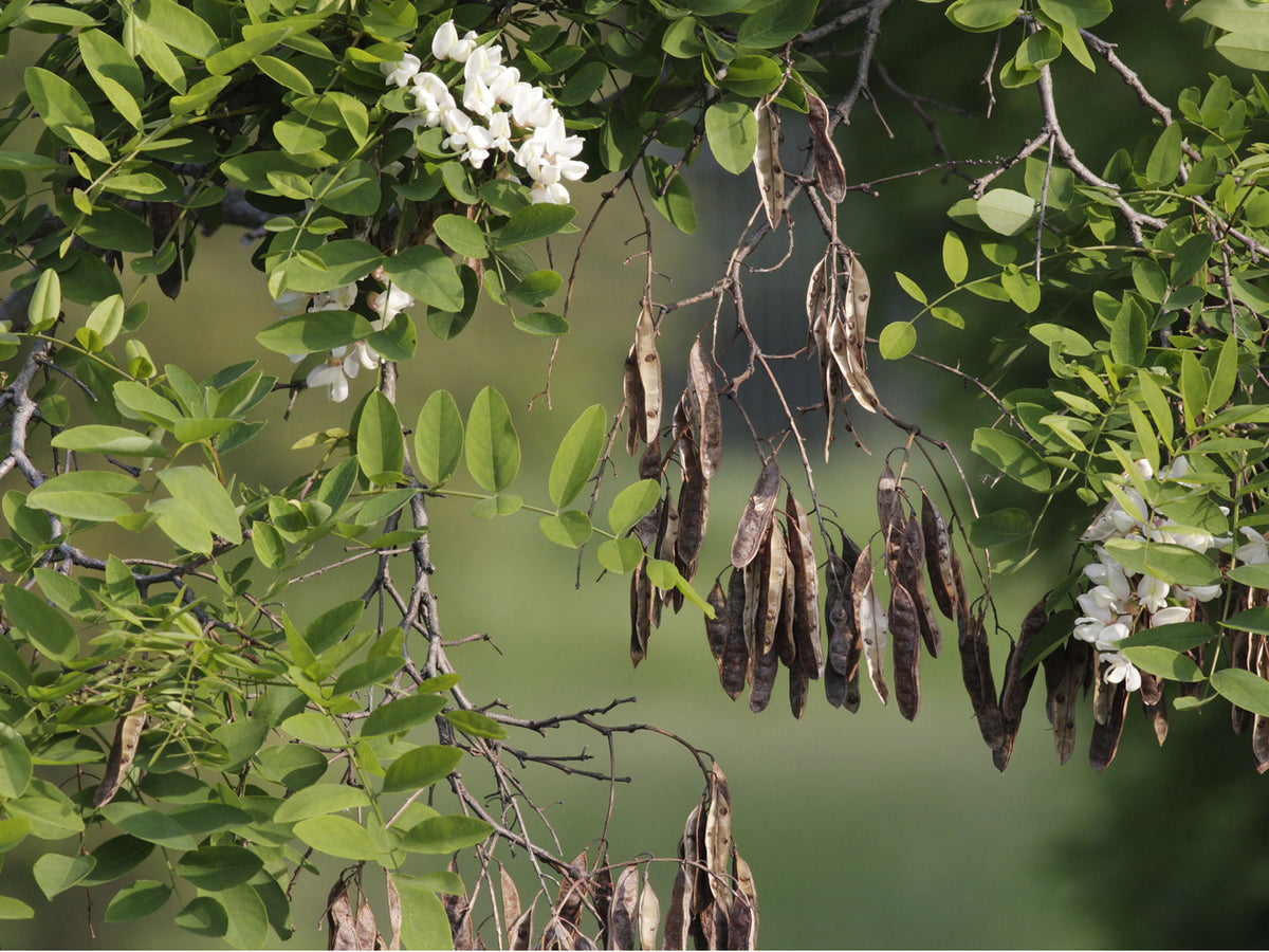 Robinie (Robinia pseudoacacia)