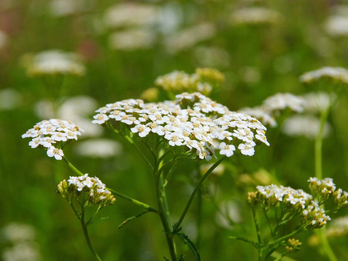 Schafgarbe (Achillea millefolium)