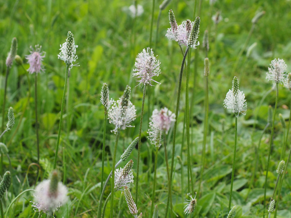 Spitzwegerich (Plantago lanceolata)