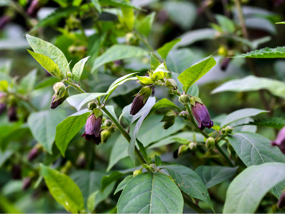 Tollkirsche (Atropa belladonna)