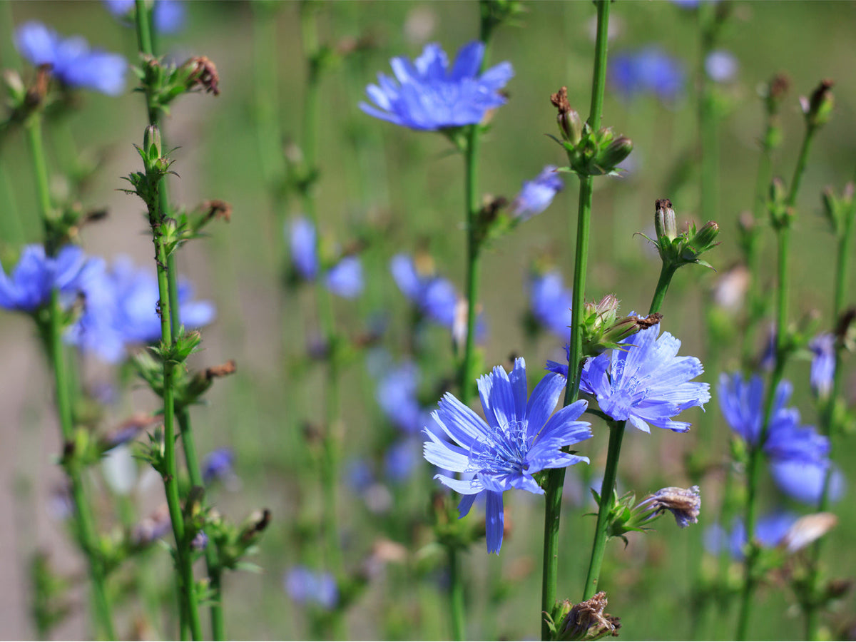 Wegwarte (Cichorium intybus)