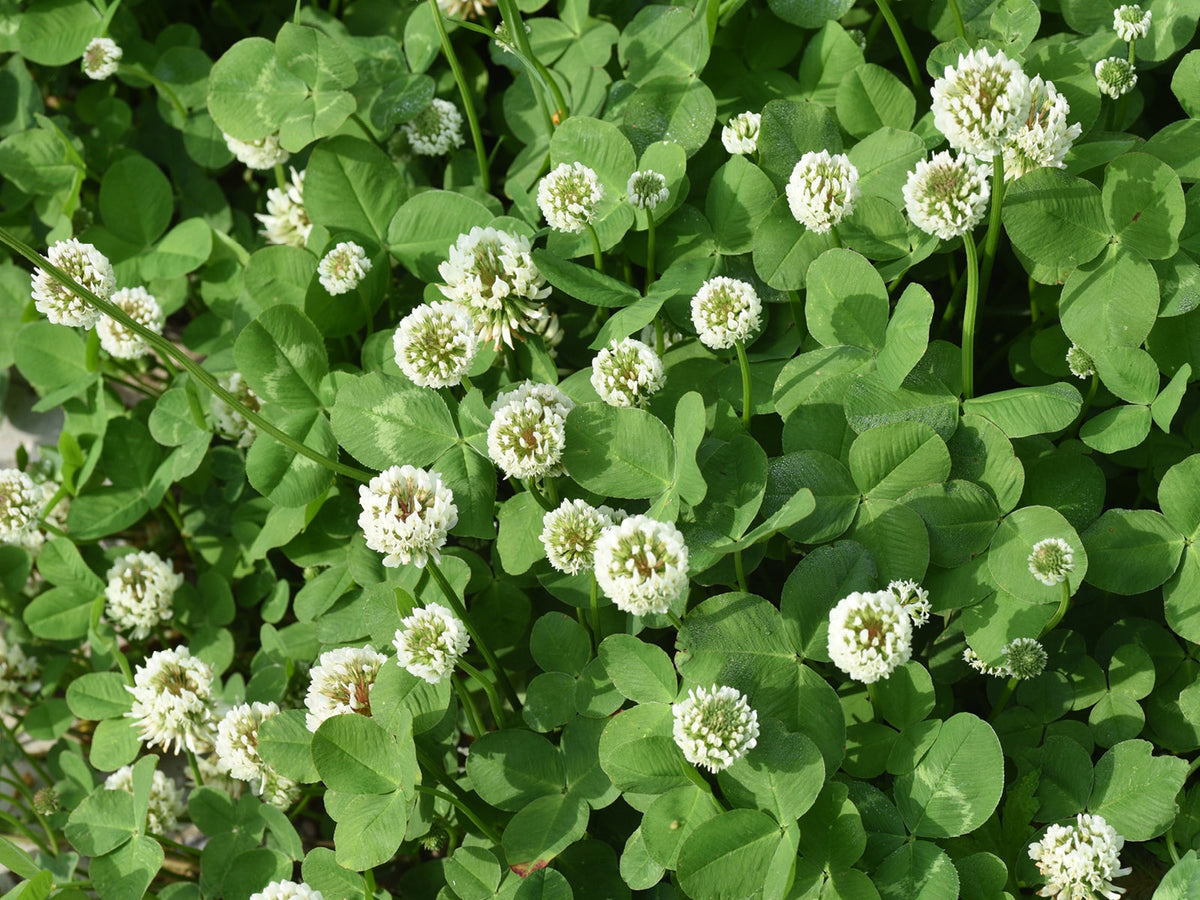Weißklee (Trifolium repens)