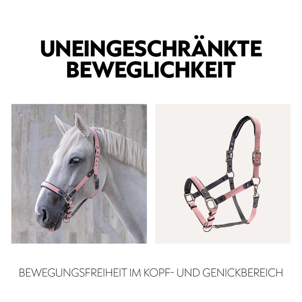 Biothane halter with lead rope
