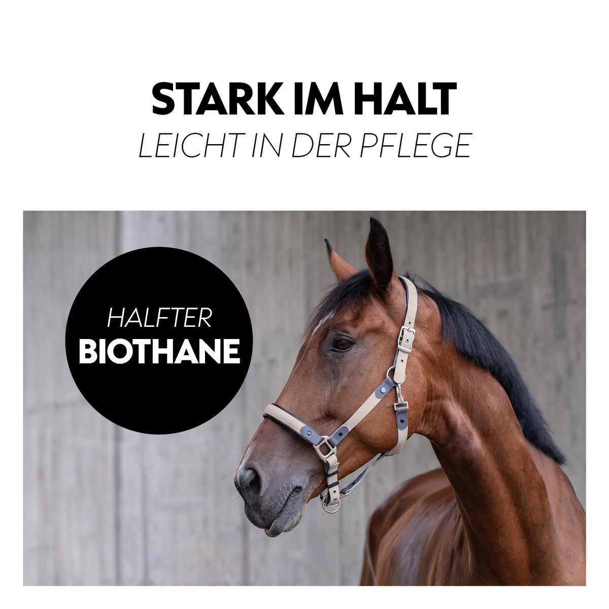 Biothane halter with lead rope