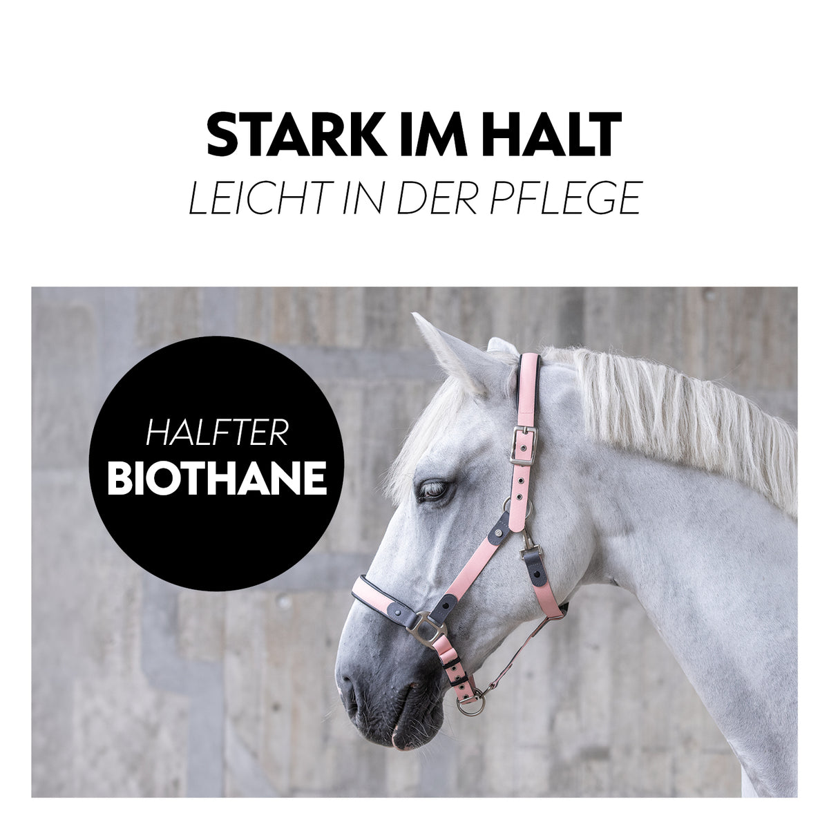Biothane halter with lead rope