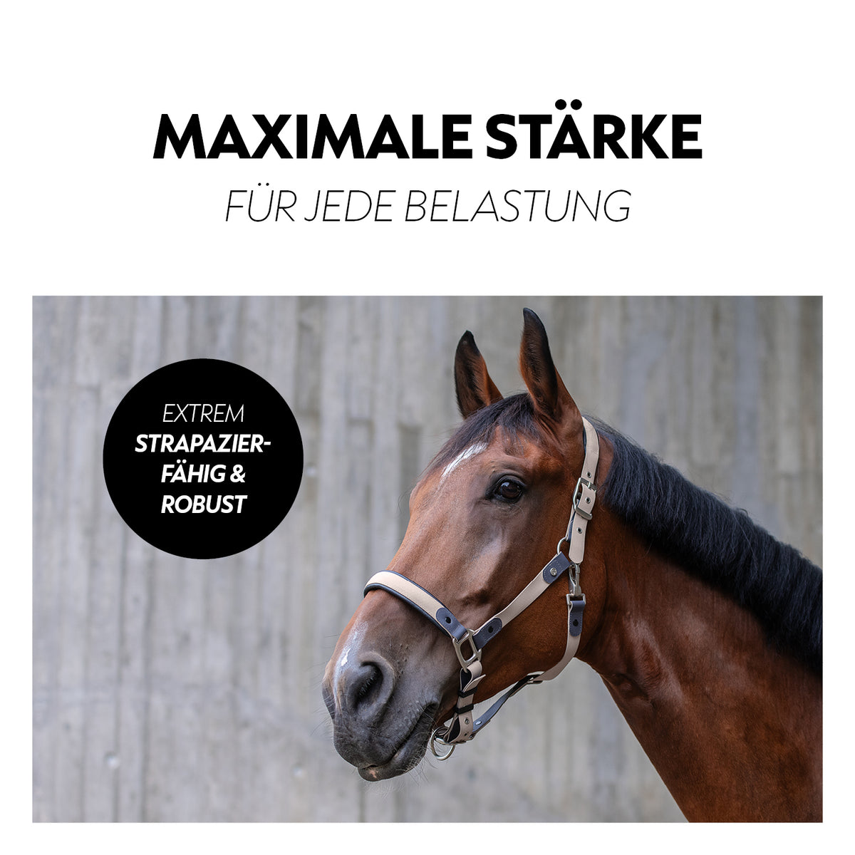 Biothane halter with lead rope