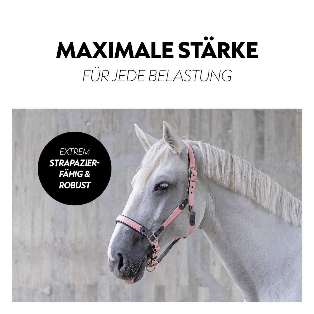 Biothane halter with lead rope