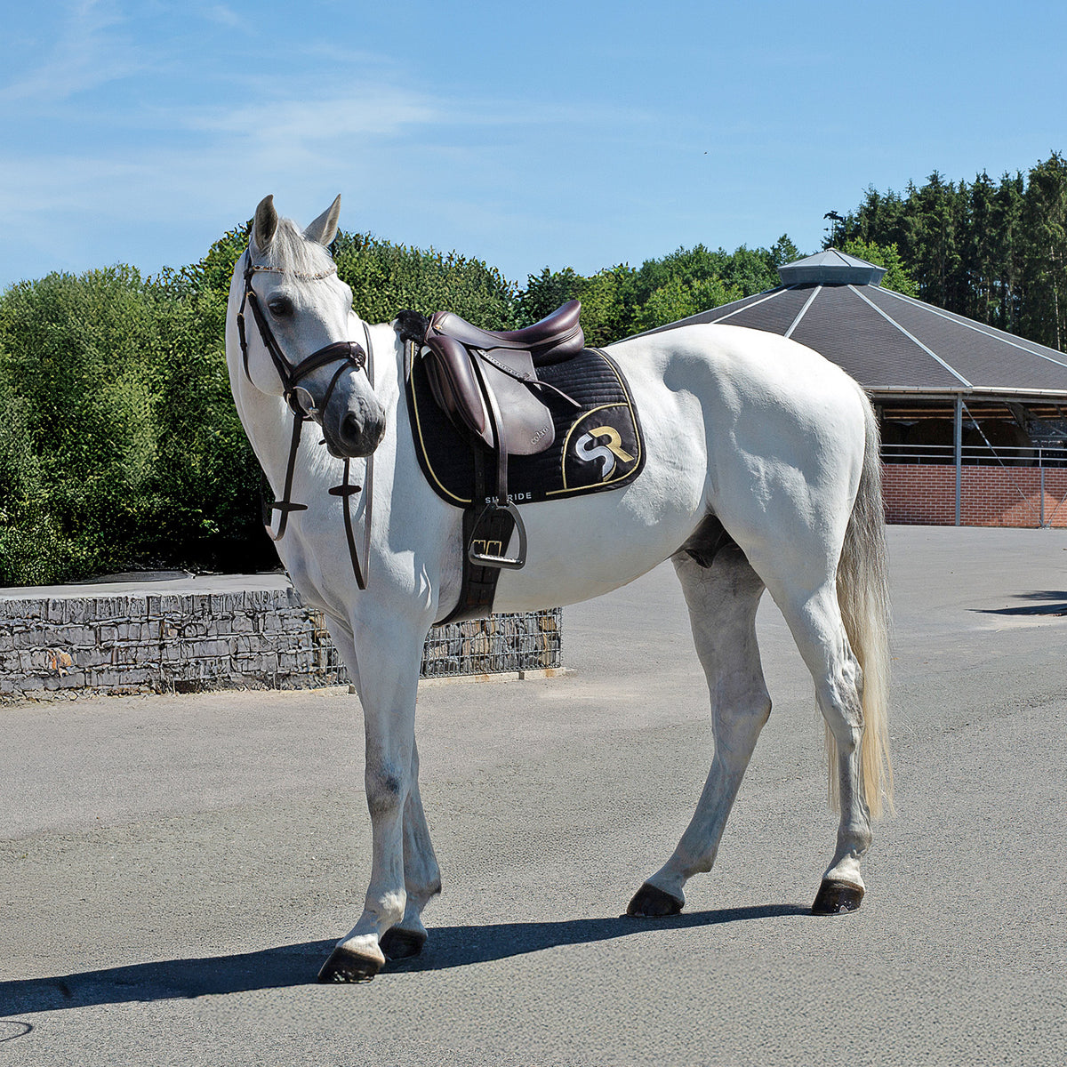 Leather reins without bars