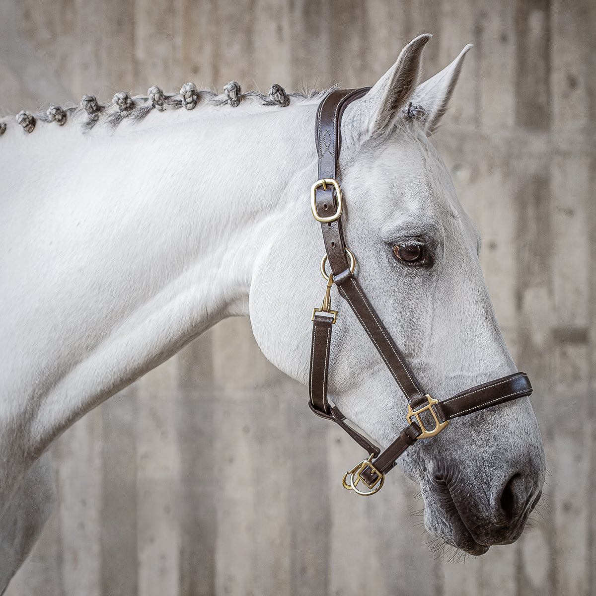 Leather Halter with rope "Dallas"