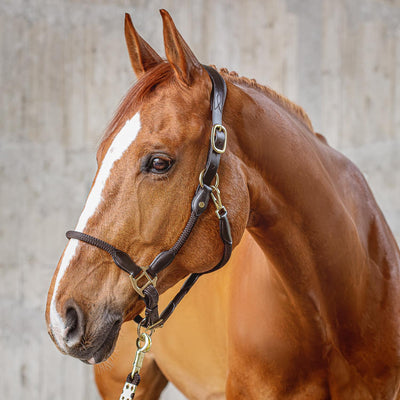 Leather Halter with rope "Denver"