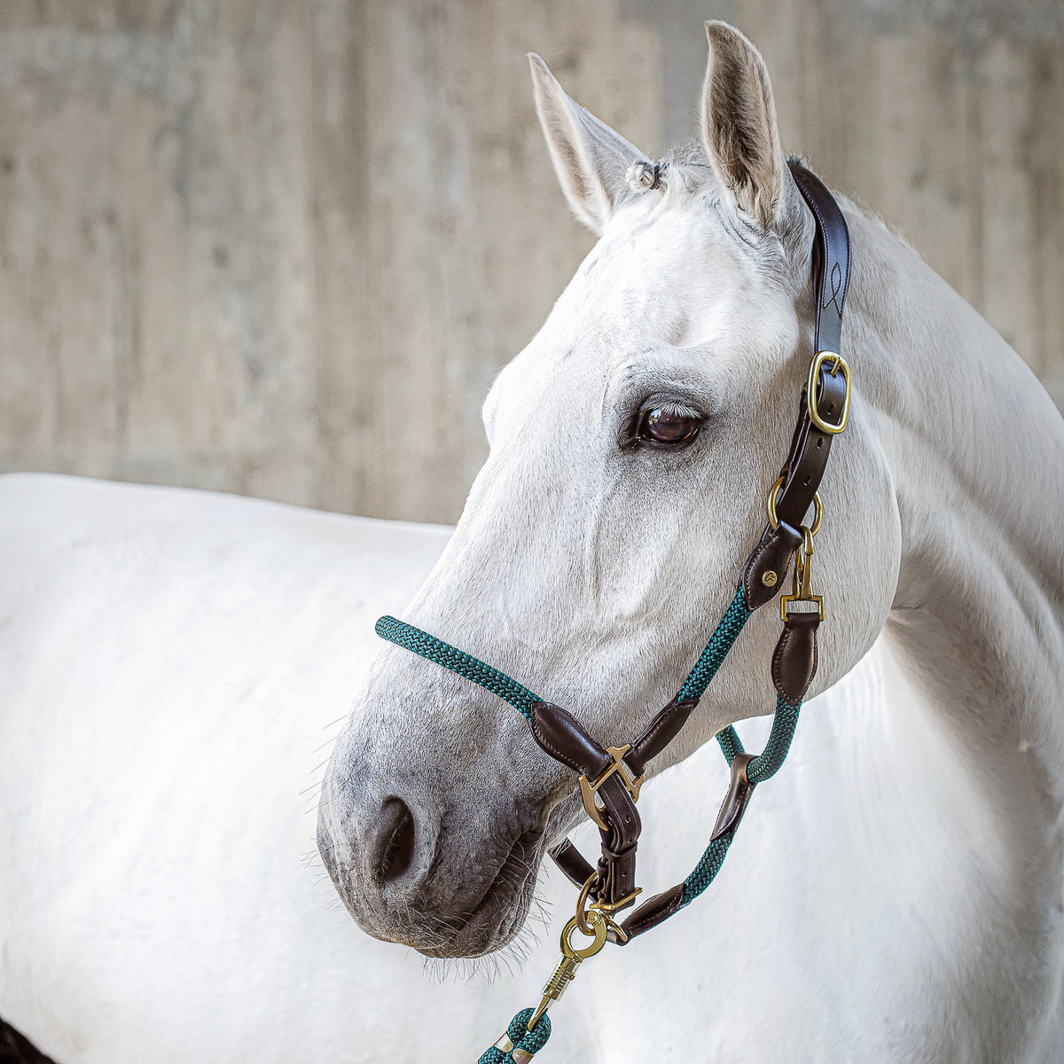 Leather Halter with rope "Denver"