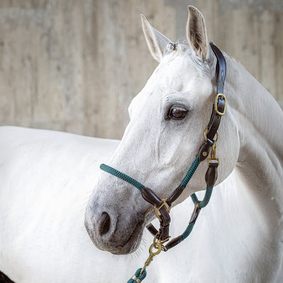 Leather Halter with rope "Denver"