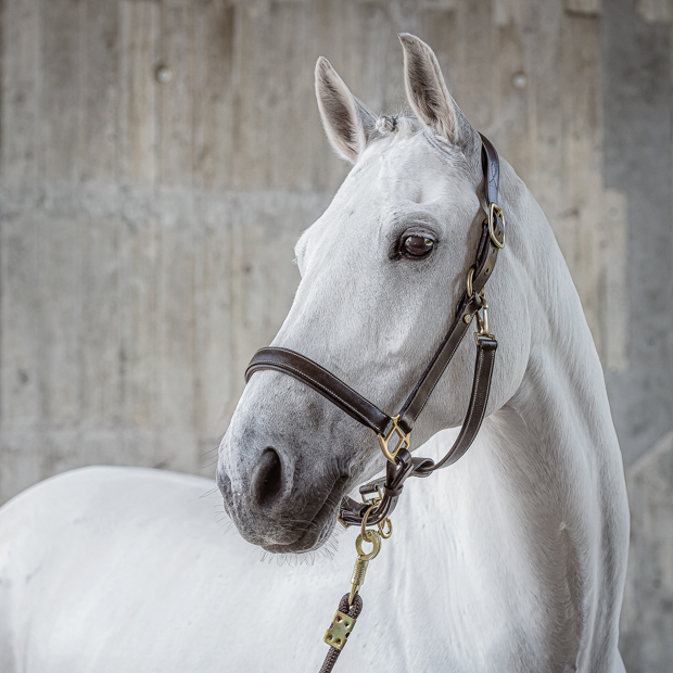 braunes lederhalfter dallas mit goldenfarbenen beschlaegen inklusive passenden strick von sunride am pferd