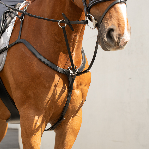 ascot leather breastplate with detachable martingal and choice of 3 point or 5 point fixation showing optional 5 point fixation on a horse