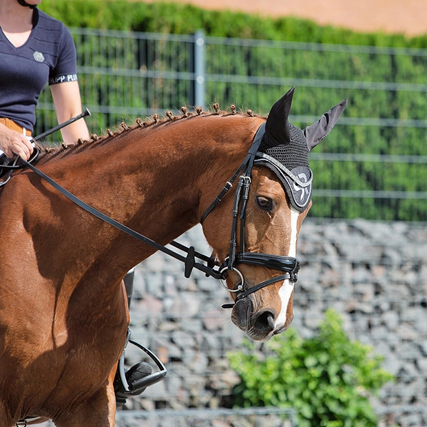 lederzuegel schwarz am pferd schwarzer lederzuegel von sunride am pferd beim reiten