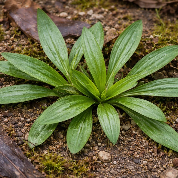 Ribwort plantain