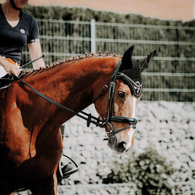 schwarzer lederzuegel von sunride am pferd beim reiten